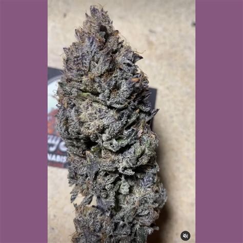 This Cookies <b>Strain</b> comes from a collaboration between the Minntz, Seed Junky Genetics and Cookies Oakland. . Gary jealousy strain